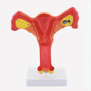 1: 1 Модел на човешката женски матката, яйчниците, маточните тръби, Анатомическая модел на човешката анатомия, медицински учебни помагала