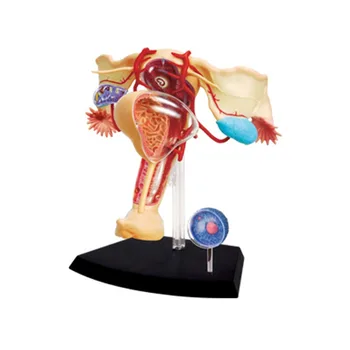 4D МАЙСТОР-анатомия органи на женската полова система, медицински модели, играчки за сглобяване на пъзели