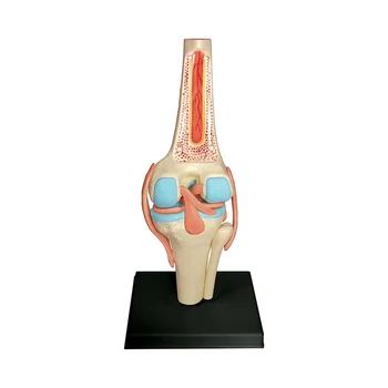 Медицински Модел на човешкия торс на тялото Учебна Модел органи на колянна става за обучение на студенти по Модел на изграждане на обучение