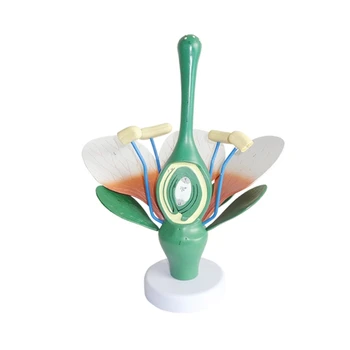 Анатомическая модел листа и тичинки на цветя, реалистични анатомическая модел на тичинките на цветето, анатомическая модел на листата на растението, модел анатомия на тичинките