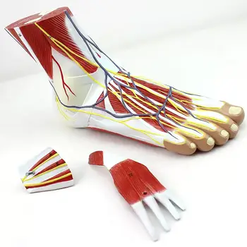 Модел анатомия на крака на човек от PVC в реален размер, състоящ се от 3 части, Медицински Анатомични модели за обучение