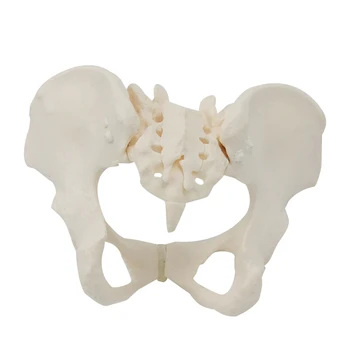 1 бр. Модел на женски таз в реален размер 1:1 Модел на скелета на женския таз, за научно образование