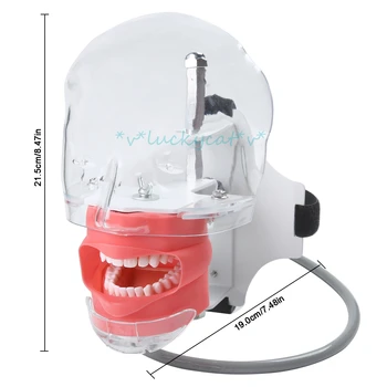 ново записване, 1 бр. стоматологичен симулатор, фантомна глава за обучение на зъболекар, просто модел на главата, фантом за симулатори,