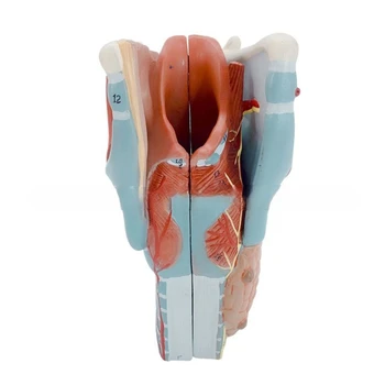 Увеличена 2 пъти модел анатомия на човешкото гърлото за изследване на заболявания, анатомическая модел на ларинкса, учебна модел анатомия на гърлото