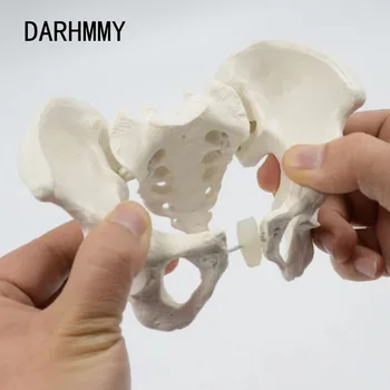 DARHMMY Мини модел на таза Модел на човешкия скелет с 1: 2 размер на пробата таза Анатомия на скелета на бедрата Медицински инструмент образование