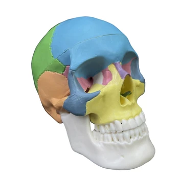 Анатомическая цветен модел на човешки череп в разглобено формата за здравето на Сърдечно-съдова Медико-биологичен експеримент, модел на човек