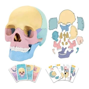 1 комплект Анатомични модели на черепи, Анатомический пъзел с черепа, подвижни мини-модел на черепа на човека, Силикагел